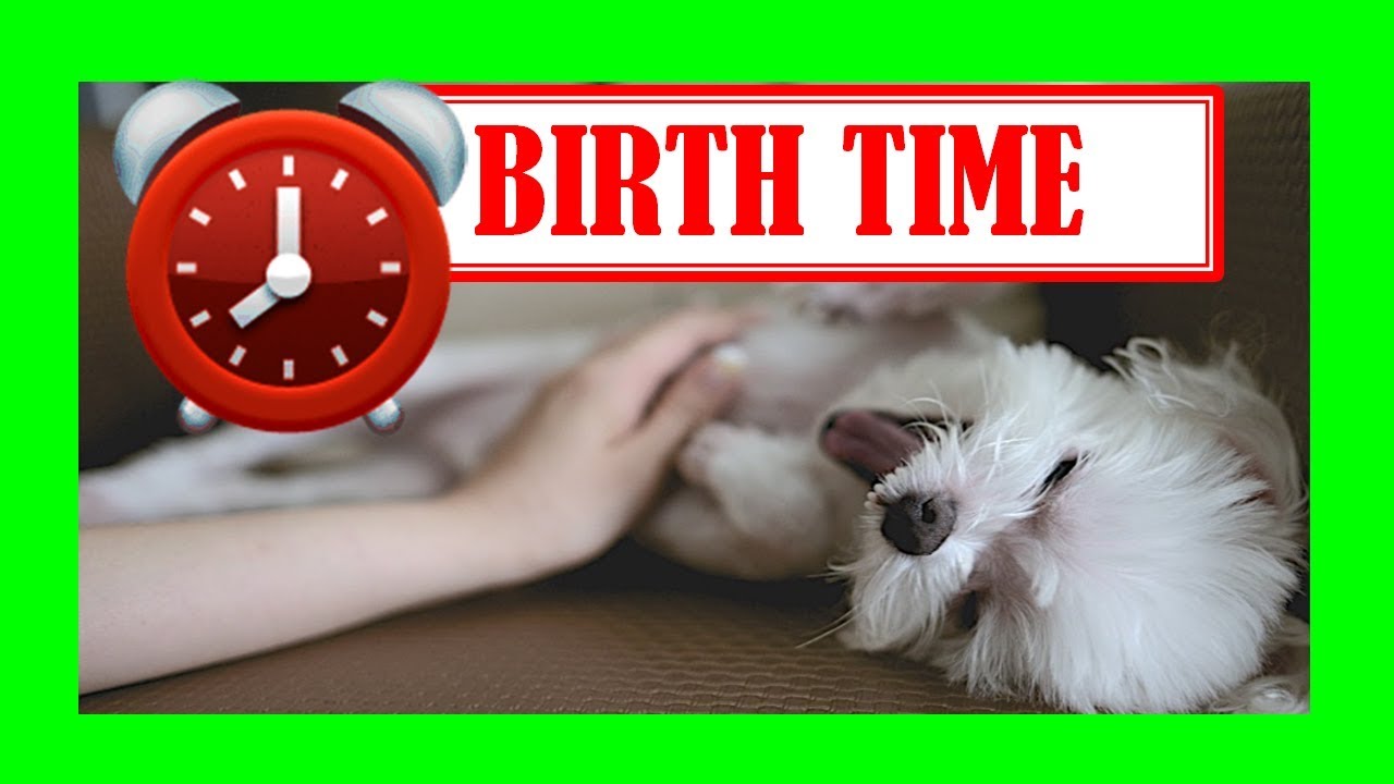 How Long Is An Hour To A Dog