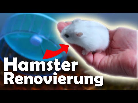 Setting up a cage 🐹 Dwarf hamster cage 💖 Hamster care 🐾 Keeping hamsters properly