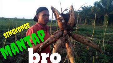 singkong usia 6 bulan setengah hektar dapat 20 ton