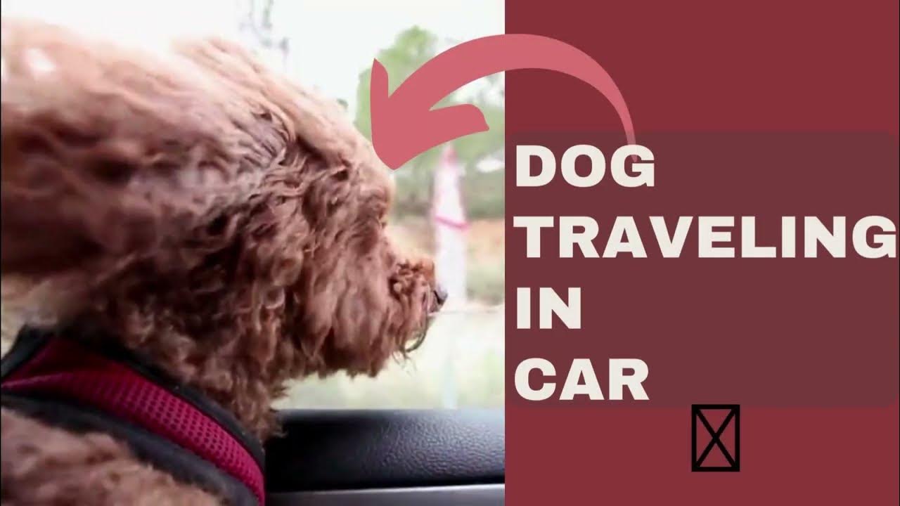 Dog traveling in car😍 Can dogs travel in cars unrestrained 2022