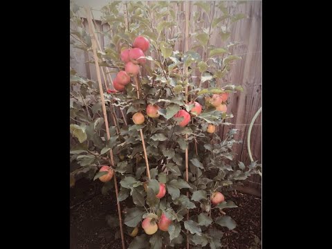 How to Grow an Apple Tree From Seed At Home – Pink Lady Apples