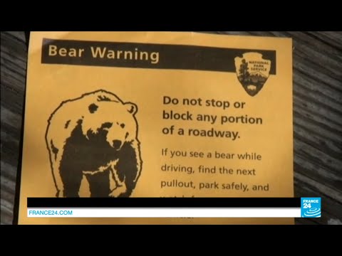 US: Captured Yellowstone grizzly bear might be put down after killing hiker