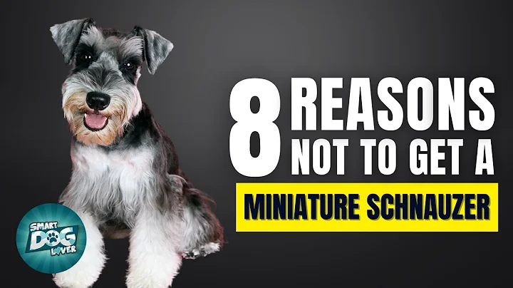 8 Reasons Why You SHOULD NOT Get a Miniature Schnauzer - DayDayNews