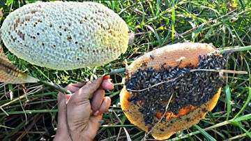 lội lục từng lùm cây bụi cỏ tìm ong ruồi