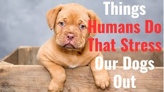 9 Surprising Things Humans Do That Stress Out Dogs by Adventurezoo 189 views 3 days ago 4 minutes, 8 seconds