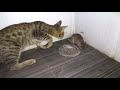 Cat vs mouse  cat eats mouse alive  rat eaten by cat  big fat rat