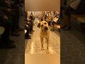 This Dog Gets Free Metro Travel 🐶❤️ #dog #trending #shortsvideo