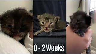 Baby Kittens (0  2 Weeks)