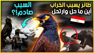 الشر القادم من الشرق! طائر يهدد مصر وبلاد الشام يسبب الخراب أين ما حل وارتحل والدول تستنفر لمواجهته