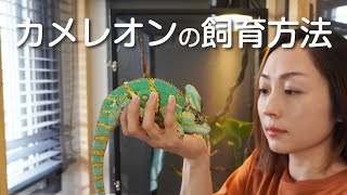 カメレオンの飼育方法/エボシカメレオンの飼い方/Veiled Chameleon