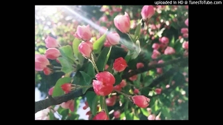 愛情若是不用言語