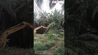 UPDATE JALAN TOL PALEMBANG BETUNG JAMBI, PEMBUKAAN LAHAN BARU UPDATE JALAN TOL PALEMBANG BETUNG JAMBI, PEMBUKAAN LAHAN BARU