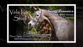 Arabian Mare Amina Romantica. Spanish Nationals 2016