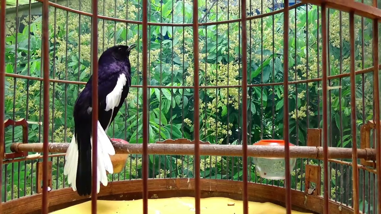 Choè than hót đấu giọng rừng CỰC SUNG Chòe Than Hót Giọng Rừng Kích Trống Căng Lửa hót | choe than