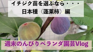 2025年10月17日☆週末のんびりベランダ園芸Vlog☆イチジク品種選びの