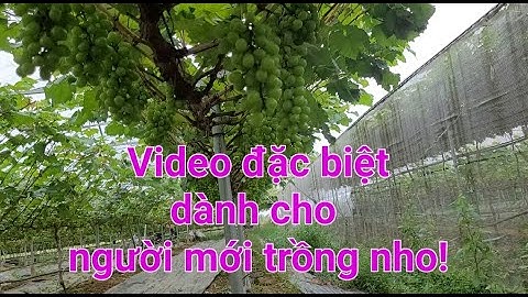 Kỹ thuật tạo cành cho nho:" giàn chữ Y, giàn Ngang xương cá!