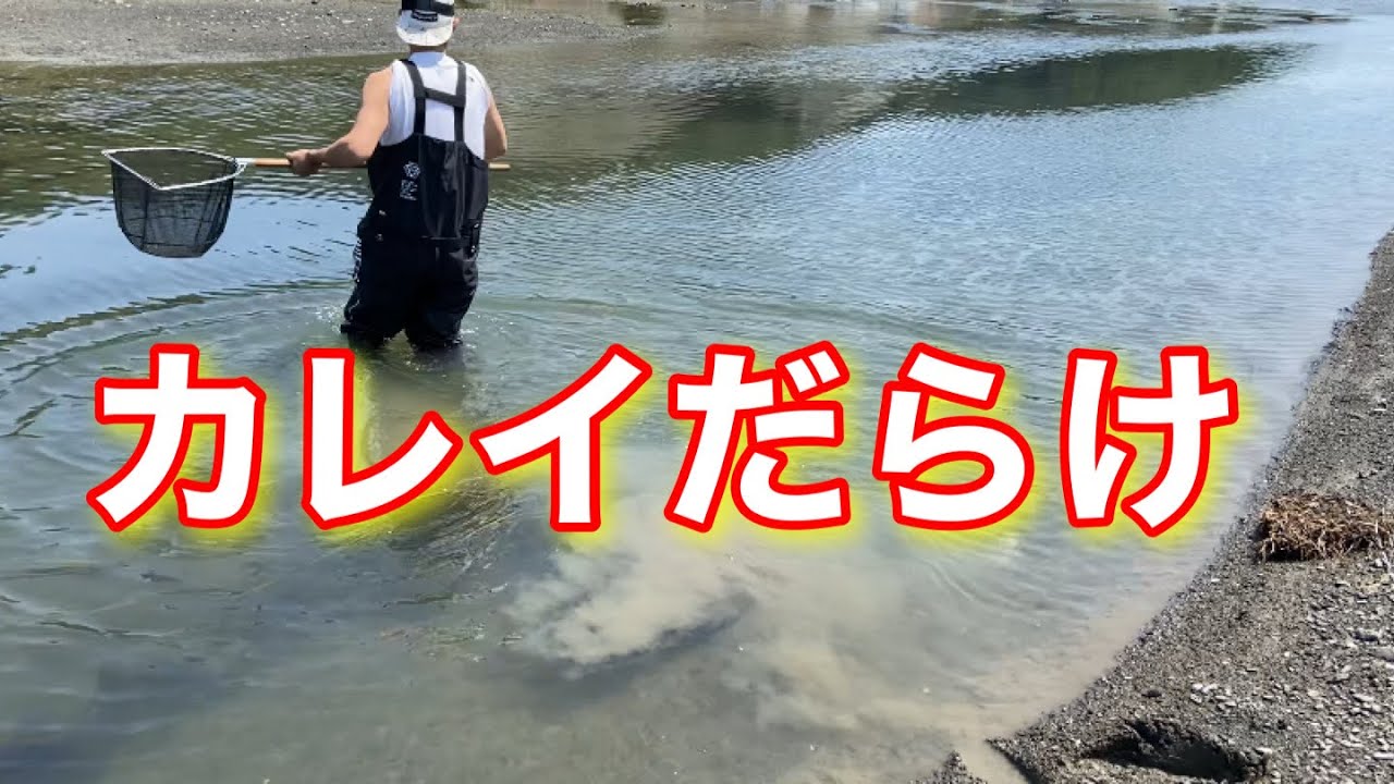 カレイが無限に捕れる水路がヤバい【ガサガサ】