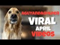 The Most VIRAL Dog Videos Of April From AGuyandAGolden