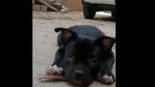 Micro size American bully available at Jai Guru Ji kennel ((9999558041)) by Jai Guru ji kennel 67 views 4 years ago 2 minutes, 12 seconds