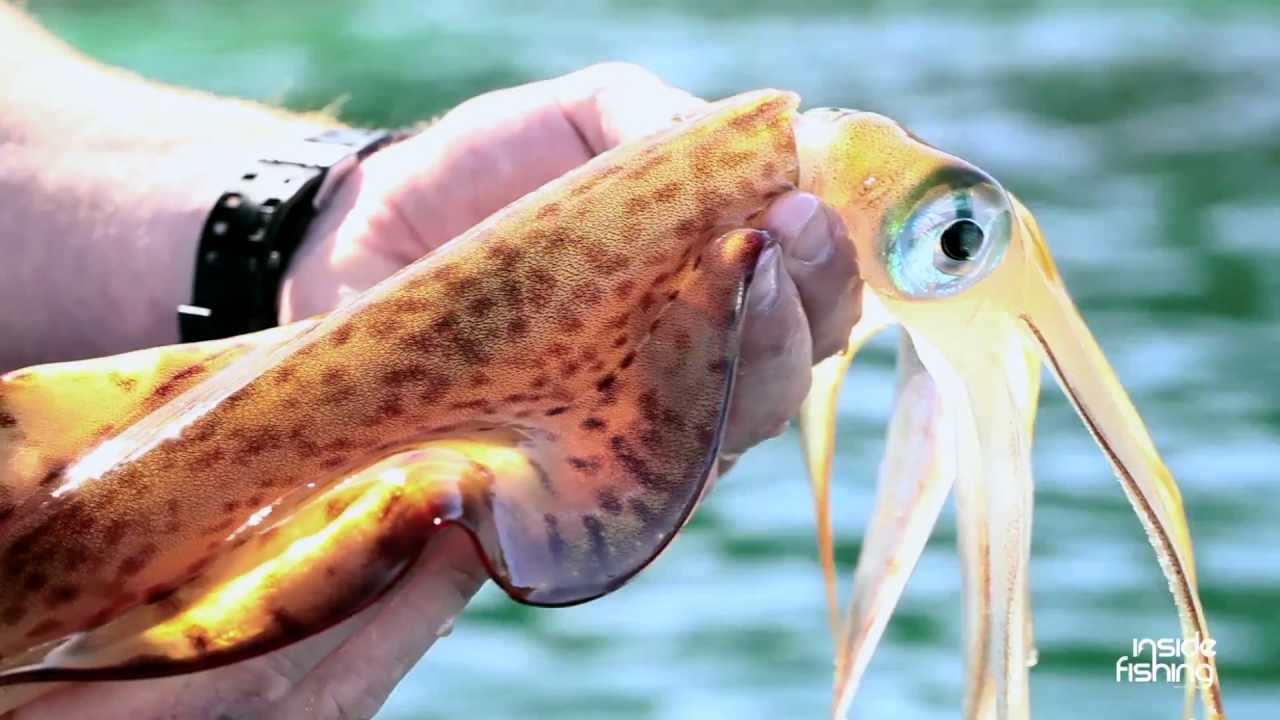 Inside Fishing: How to catch Squid 