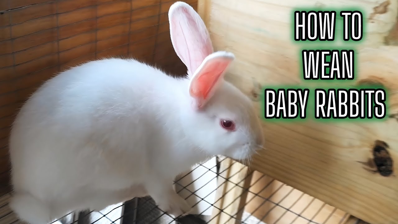 The BEST Way To WEAN Baby Rabbits Safely 🐇 - YouTube