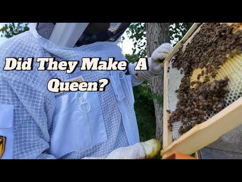 Our Queenless Hive Finally Has an Update | Full Apiary Inspection