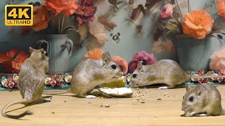10 hour Cat TV mouse fun , Mouse squabble playing hide and seek for food - - Cat Tv Mouse - 4k UHD by Palm Squirrels Studio 96,803 views 4 months ago 10 hours