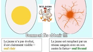 Différents entre les œufs à couvert et les œufs de table