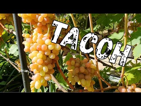 Видео: Grapes Tason: описание на сорта, снимки, рецензии