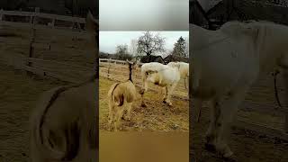 Лошадь и осёл наслаждаются спокойным днём вместе 🐴🫏#Лошадь #Осёл #ЛошадьИОсёл