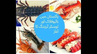 Biof floc Training Content | Lobster Training in Pakistan | پاکستان میں لوبسٹر ٹریننگ کا آغاز