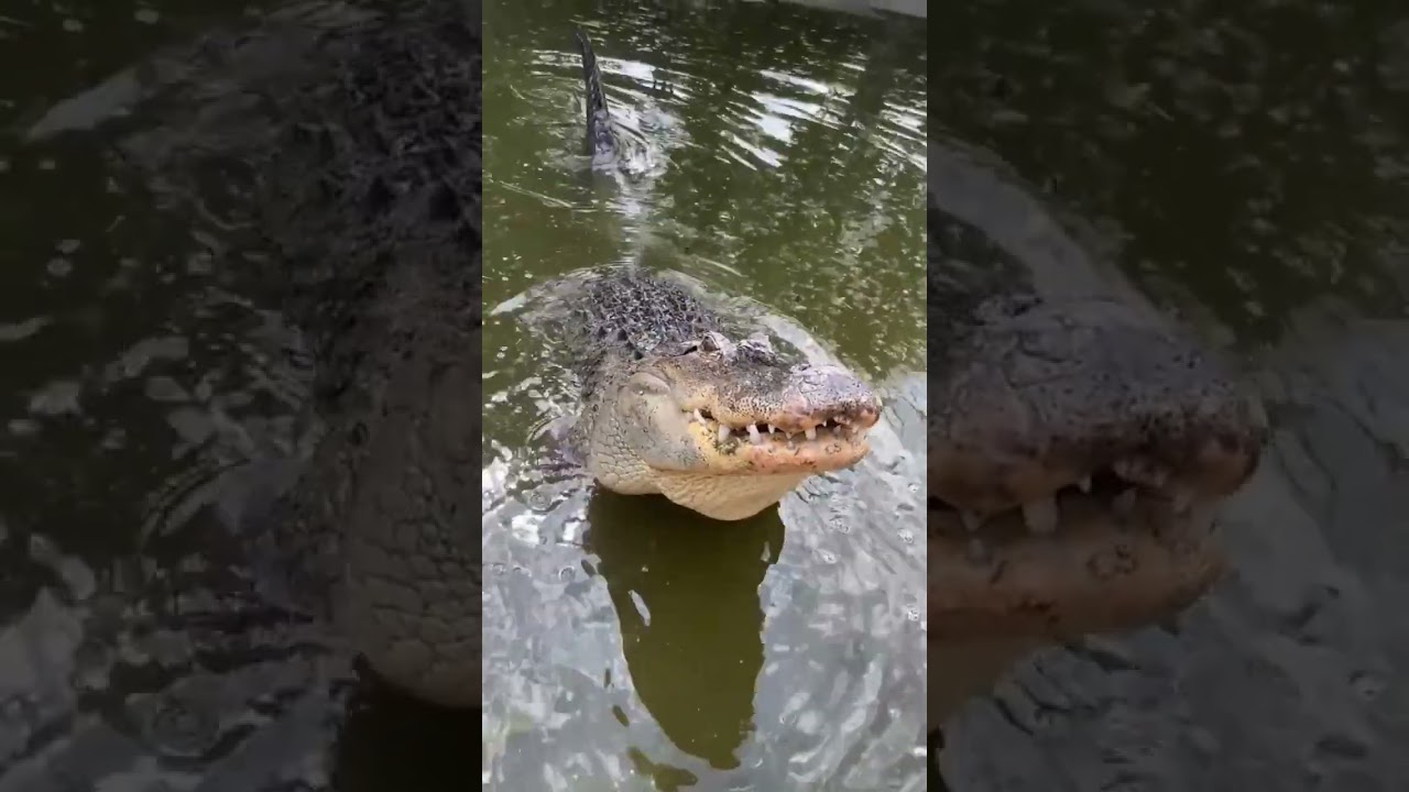 🐊