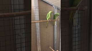 Выкормыши Ожереловых попугаев
