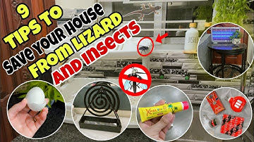 How to get rid of lizards and insects from your house || Tips to save your family from dangue