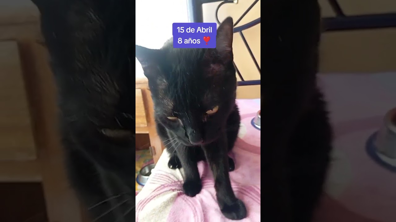 Cumpleaños En Abril 🥳 #reels #cat #viralvideo #catlover #gato #pets #shorts #cumpleaños #bagheera