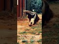 Giant Anteater