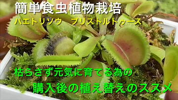 折り紙で食虫植物ハエトリグサの作り方