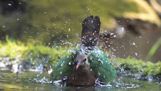 Asian Emerald Dove Taking A Bath