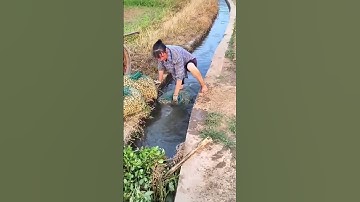 Clever cleaning process of bagged peanuts in the irrigation canal