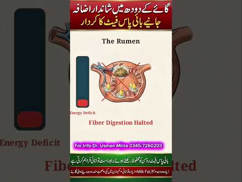 Increase in milk production by using ByPass Fat #drusmanmirza #shortvideo #reels #shorts #short