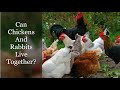 Can Chickens And Rabbits Live Together?