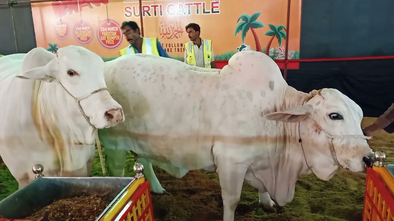 DALFA cattle show 2021 expo centre KHI DAY1Vid03MMI YouTube