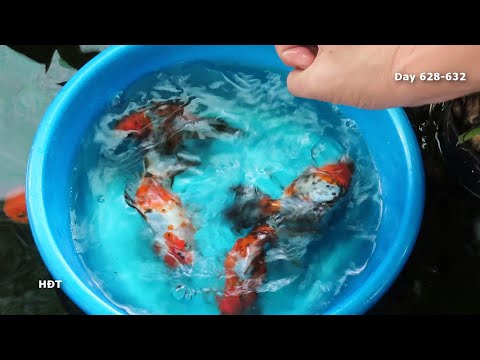 Video Aquarium (Goldfish) 22 months ???? Hồ cá (Cá vàng) 22... - youtube