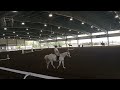 RAWS FOR @zoefeather718 btw if you were wondering m cantering was on accident wasnt in control(show)