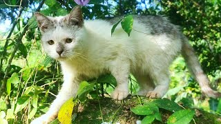 WOW 😸🐱CAT CUTE - PLAY WITH CAT -BILLI KARTI MEOW MEOW- kittens cats funniest - Animal Funny- VS 019 by ANIMALS 22 296 views 3 days ago 3 minutes, 20 seconds