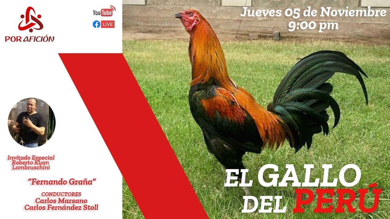 Fernando Graña| El Gallo del Perú
