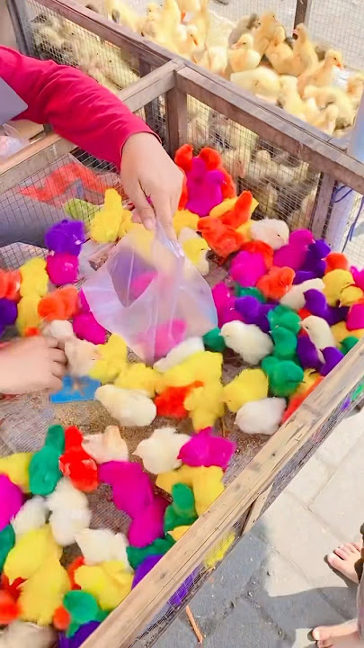 My little brother asked to buy chicken 🤦‍♀️ #snacks #funny #balloon #funny #sitihodijahtv #shorts...
