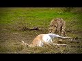 Cheetah mom kills a Pregnant gazelle then An Egyptian Cobra pays a visit