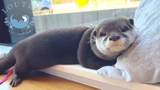 Otter Went to Make Viewers' Dreams Come True!