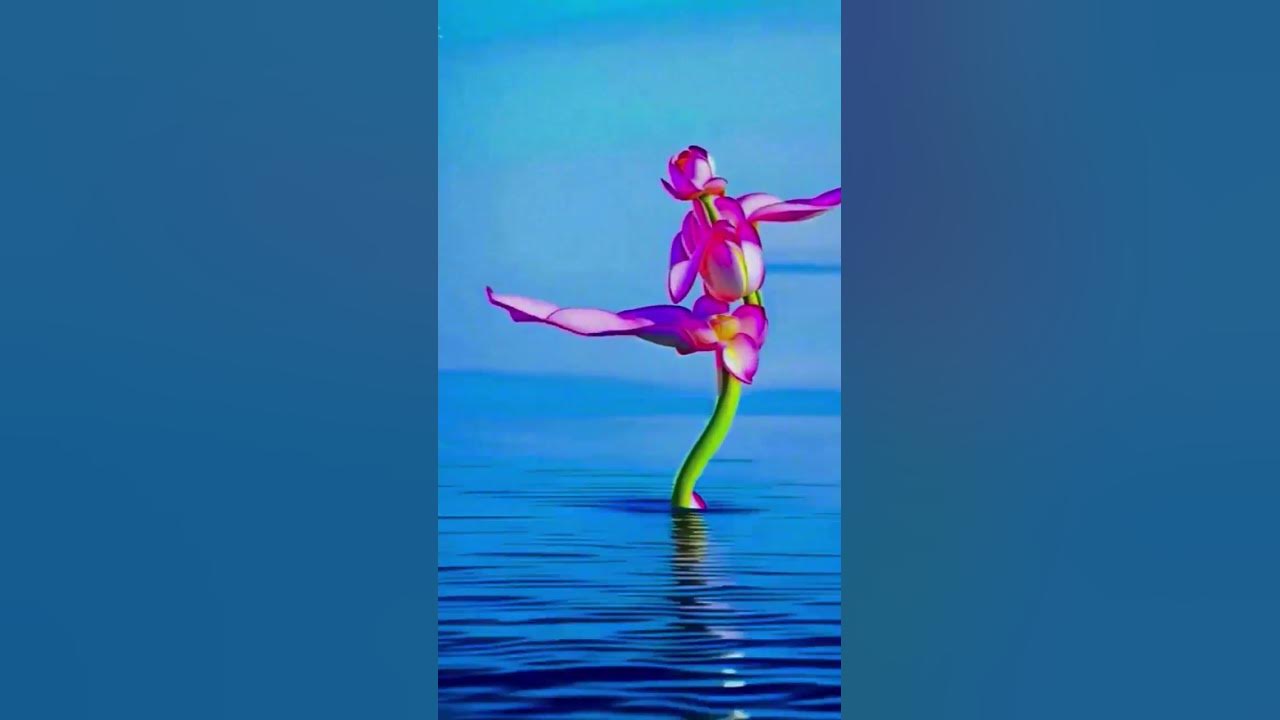 Flowers Dancing on Naadaniyan #music #kpop #lyrics #song #viral
